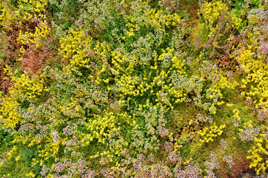 sedum mix in bloei