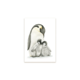 Ansichtkaart | Pinguïns