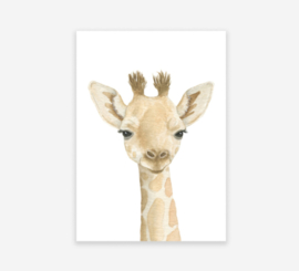Ansichtkaart | Giraffe