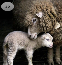 Viltje 10 schaap met lam