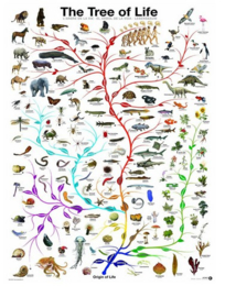 Eurographics 0282 - The Tree of Life - 1000 stukjes