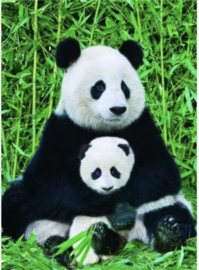 Eurographics 0173 - Panda & Baby - 1000 stukjes