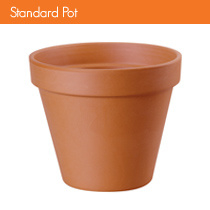 Terracotta potten