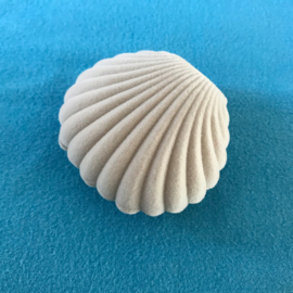 Grijs fluweel shell schelp
