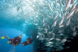 PADI Scuba Diver Praktijk, zaterdag in de zomer