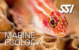 SSI  Marine Ecology Theorie Kit