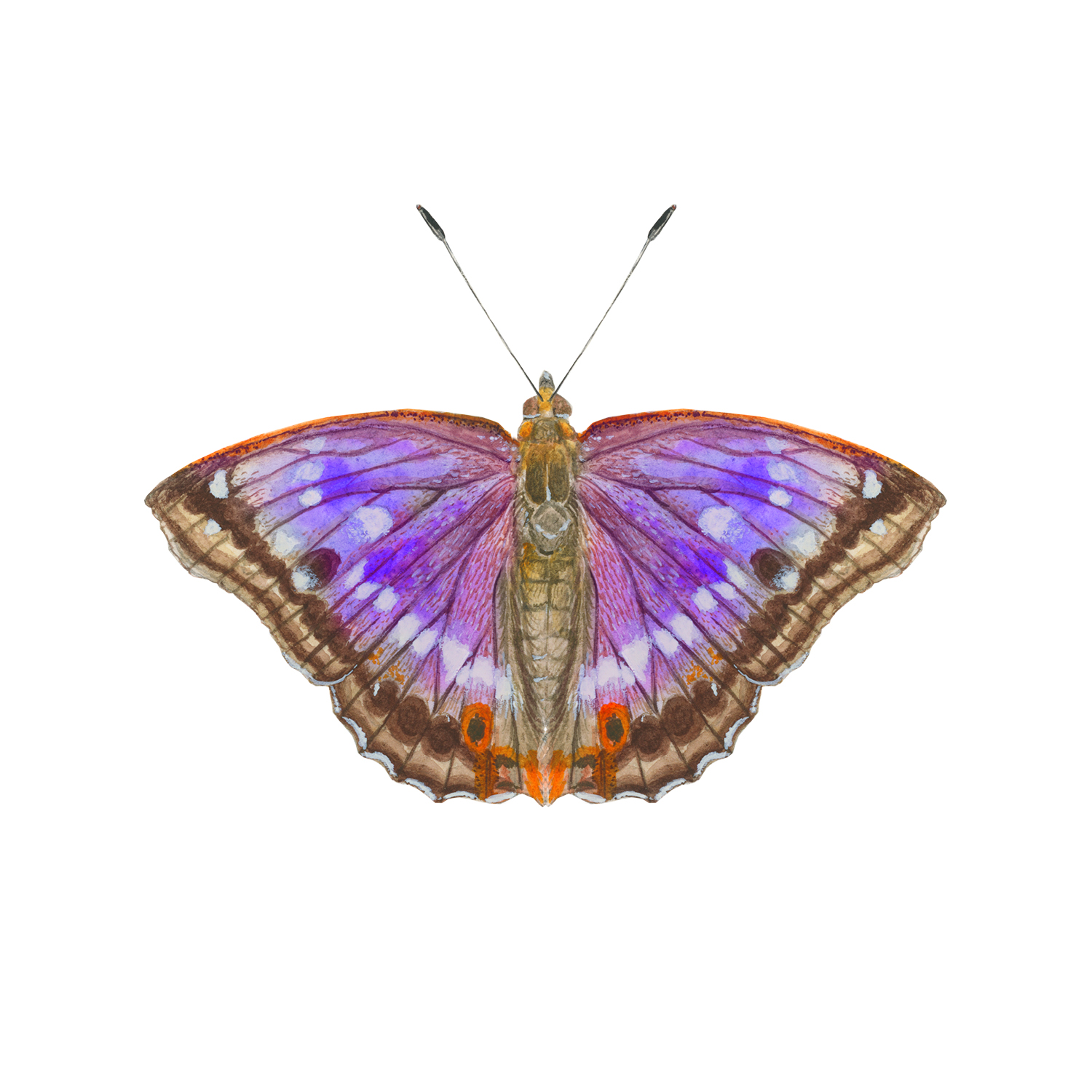 West Yorkshire Spinners Signature 4ply Butterflies - Purple Emperor