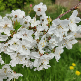 SpinBox - Beltane 🌸