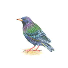 West Yorkshire Spinners Signature 4ply Country Birds Range - Starling