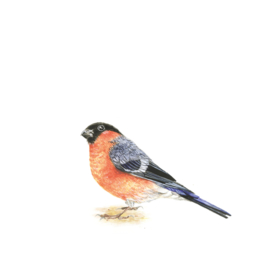 West Yorkshire Spinners Signature 4ply Country Birds Range - Bullfinch