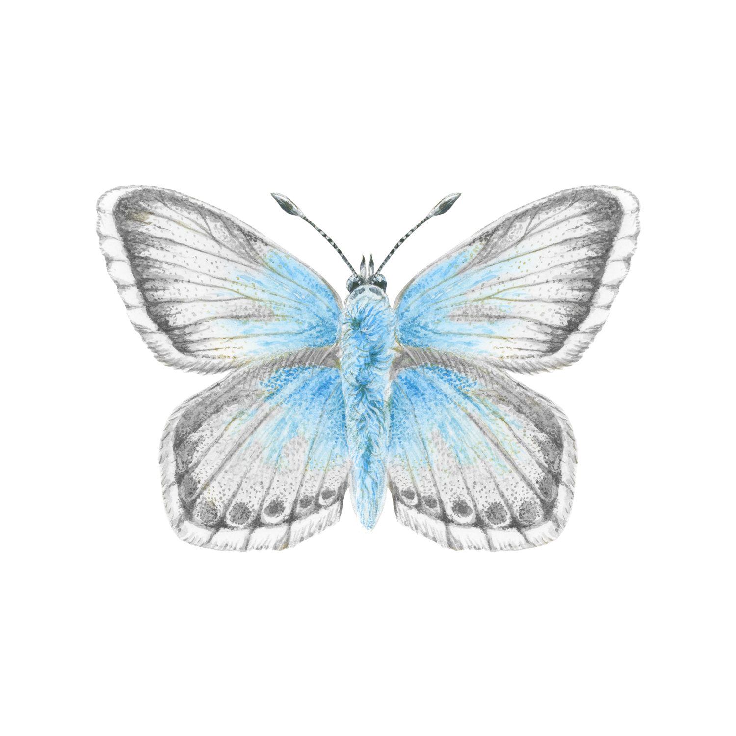 West Yorkshire Spinners Signature 4ply Butterflies - Chalkhill Blue