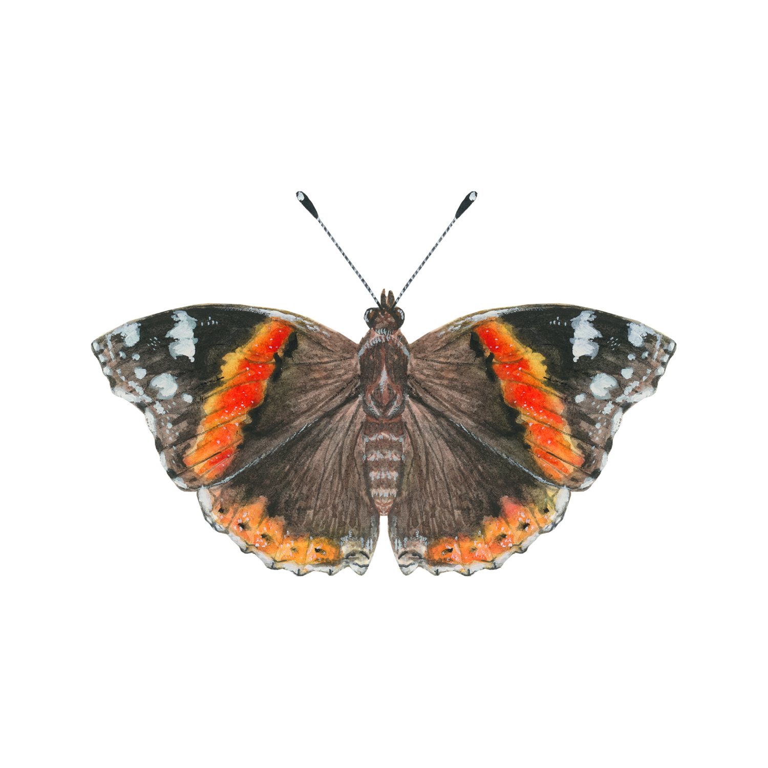 West Yorkshire Spinners Signature 4ply Butterflies - Red Admiral