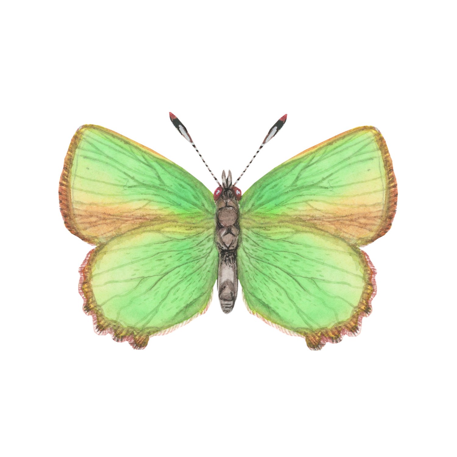 West Yorkshire Spinners Signature 4ply Butterflies - Green Hairstreak