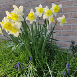 SpinBox - Ostara 🐣