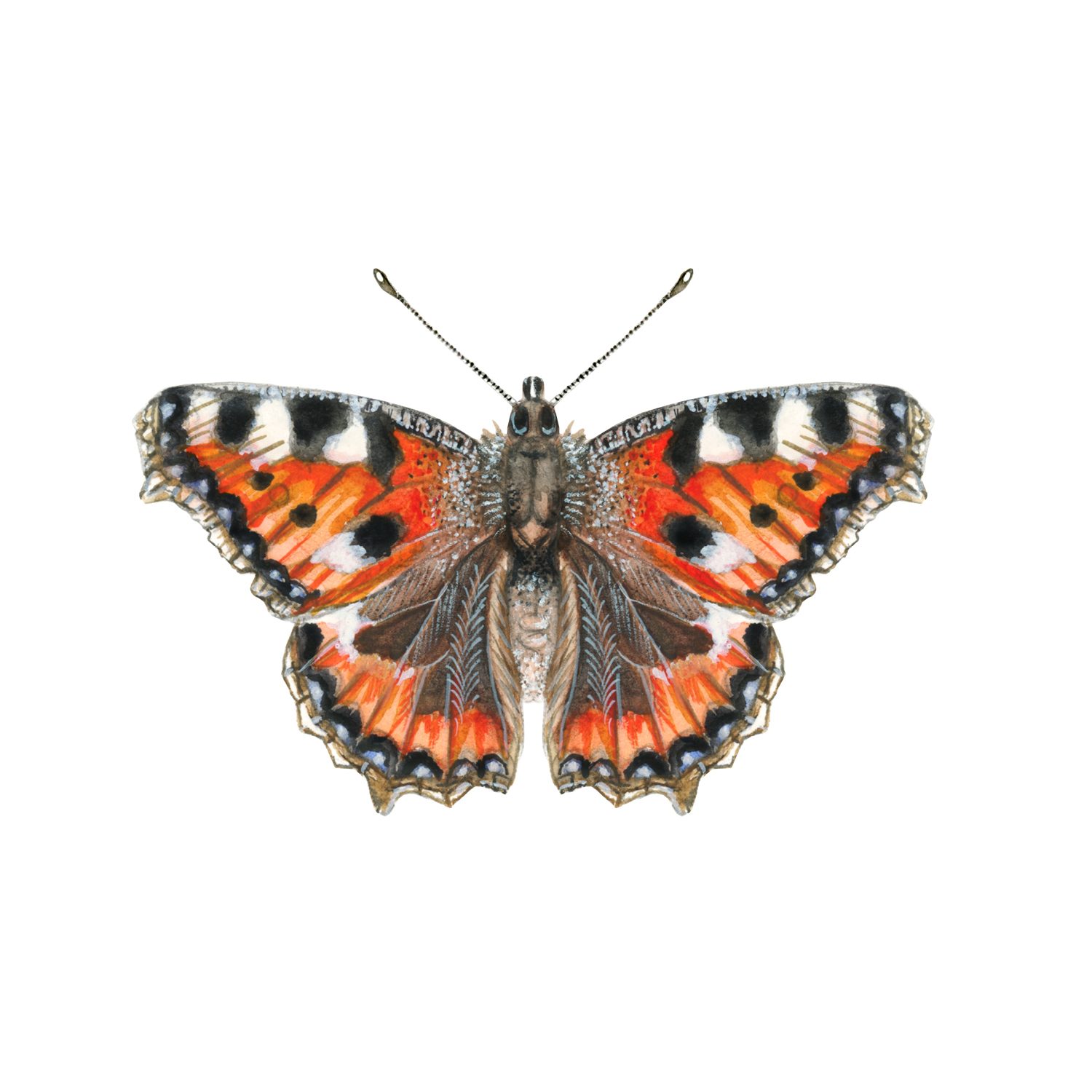 West Yorkshire Spinners Signature 4ply Butterflies - Small Tortoiseshell
