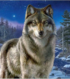 Full diamond painting  wolf 20 x 30 cm