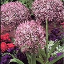 Allium Christophii - 6 stuks