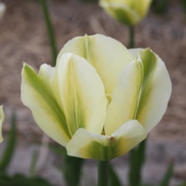 Tulp Spring Green - 10 stuks