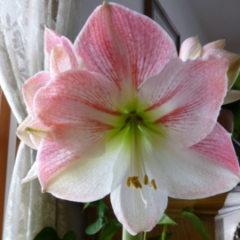 Amaryllis Apple Blossom