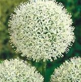 Allium Mount Everest - 2 stuks
