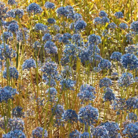 Allium Caeruleum (azureum) - 20 stuks