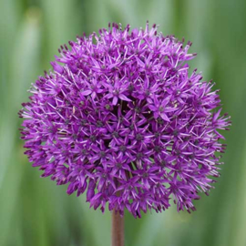 Allium aflatunense Purple Sensation - 8 stuks