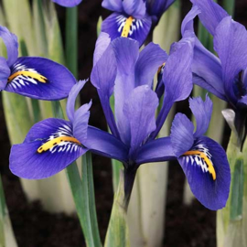 Iris Reticulata Harmony - 20 stuks