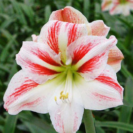 Amaryllis Clown