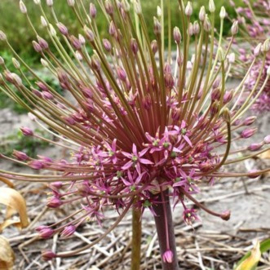 Allium Schubertii - 3 stuks