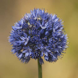 Allium Caeruleum (azureum) - 20 stuks