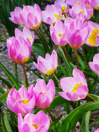 Tulp Lilac Wonder - 20 stuks