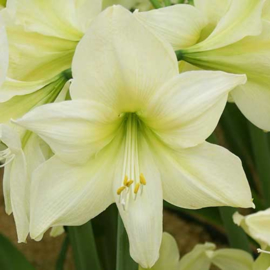 Amaryllis Lemon Lime