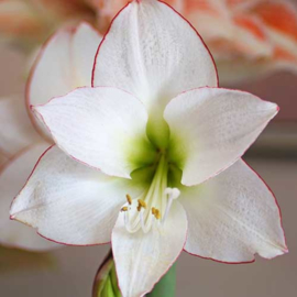 Amaryllis Picotee