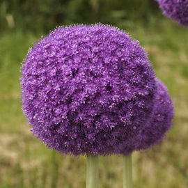 Allium Giganteum - 2 stuks