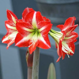 Amaryllis Baby Star