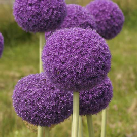 Allium Giganteum - 2 stuks