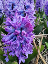 Hyacint Violetti Star - 6 stuks