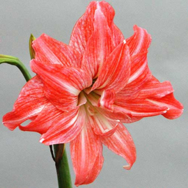 Amaryllis Lady Jane