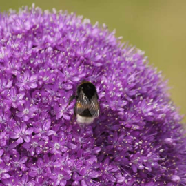 Allium Giganteum - 2 stuks