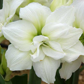 Amaryllis Alfresco