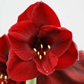 Amaryllis Benfica