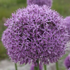 Allium Gladiator - 2 stuks