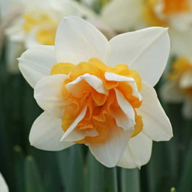Narcis Sweet Desire - 8 stuks