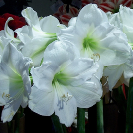 Amaryllis Christmas Gift