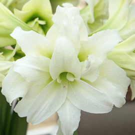 Amaryllis Ice Queen