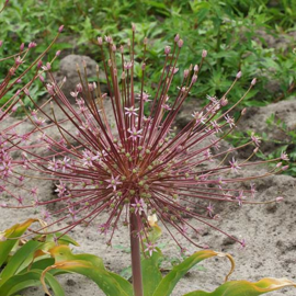 Allium Schubertii - 3 stuks