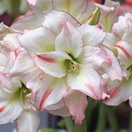 Amaryllis Aphrodite