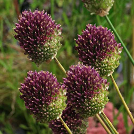 Allium Spaerocephalon - 30 stuks