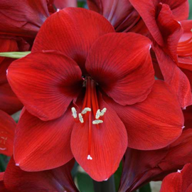 Amaryllis Ferrari