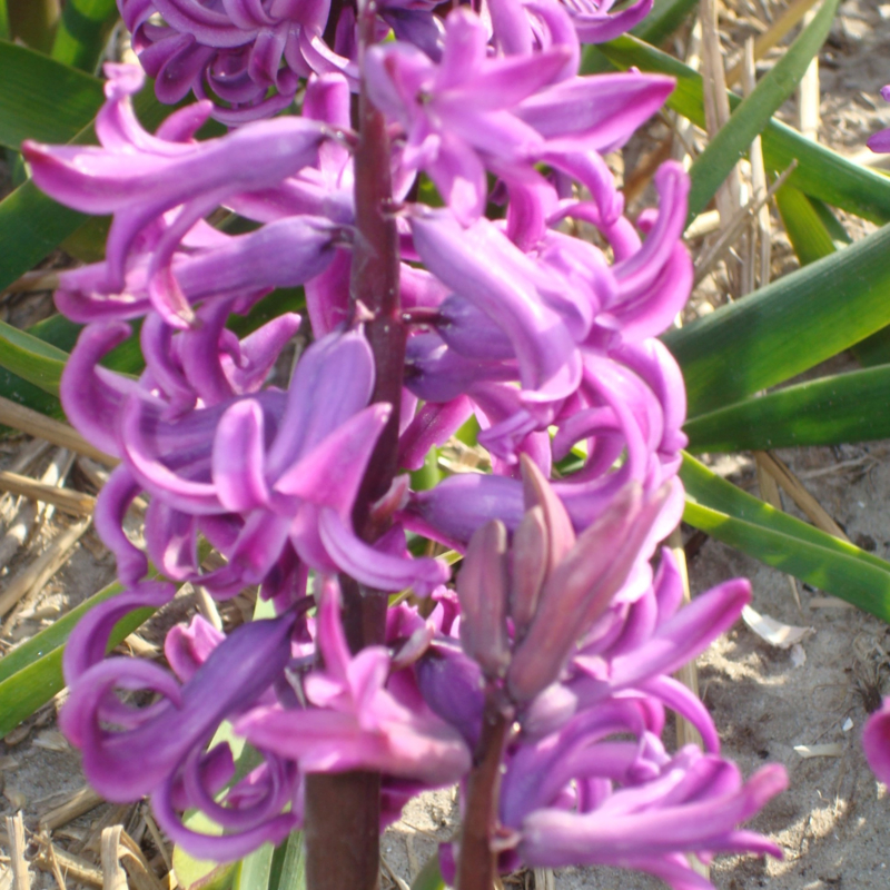 Hyacint Purple Sensation - 6 stuks